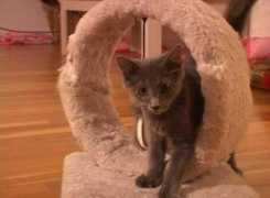 kelly.sephina.net Hring