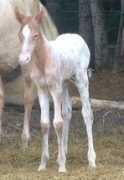 atigradoacres.com Hrold