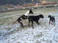 doggedog.mojforum.si Hrtica