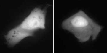 gfp-cdna.embl.de Hsni