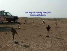 sagefalcons.com Hubara