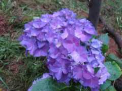 unperformedgarden.com Hubertine