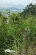 naturephoto-cz.com Hubinka