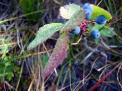 Huckleberry