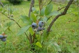 Huckleberry