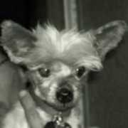 yorkiefriendsrescue.com Hudsky