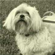 yorkiefriendsrescue.com Hudsky