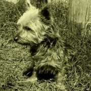 yorkiefriendsrescue.com Hudsky