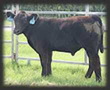gravesshowcattle.com Huhnke