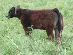 gravesshowcattle.com Huhnke