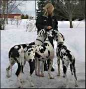 anxiousdanes.com Huhti