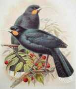 Huia