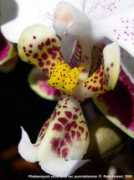 phals.net Hukari