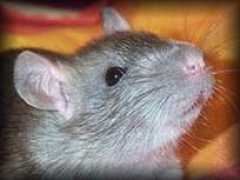 ratjes.nl Huldar