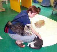 brando.stef.net Humanesociety