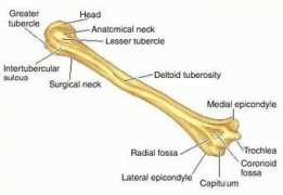 funscrape.com Humerus