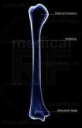 medicalrf.com Humerus