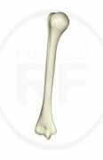 medicalrf.com Humerus