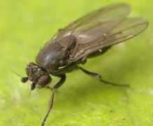 diptera.info Humida