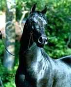 hughesarabians.com Humon