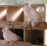 feathersite.com Hungarian