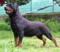 anticoguerriero.it Hunica