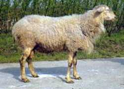 Huram