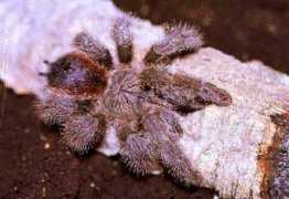 arachnoworld.de Huriana