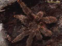 arachnophiliac.info Huriana