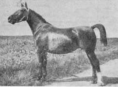 gelderlanderhorse.nl Hurita