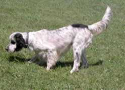 llewellinsetter.net Hurlain