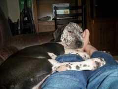 dogster.com Hurlington