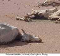 somalilandtimes.net Hurre