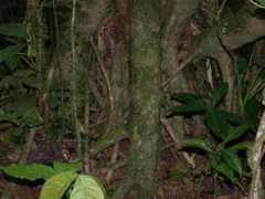 pinguicula.org Hurtel