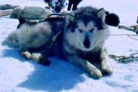 Huskie