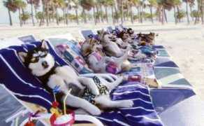 Huskies