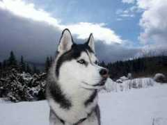 Huskies