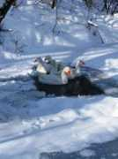 farmasmoluvmlyn.websnadno.cz Husy