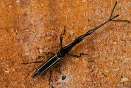 whatsthatbug.com Huszai