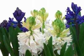 Hyacinth