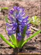 Hyacinth