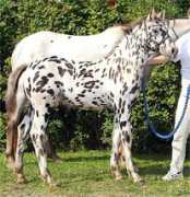Hyben