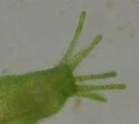 Hydras