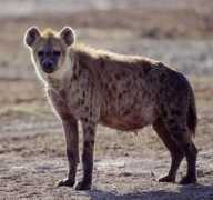 Hyena