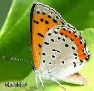 Hyllus