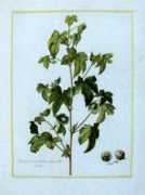 philographikon.com Hylon