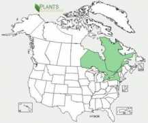 ontariowildflowers.com Hymo