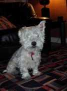 zozoi.free.fr Hypolitte