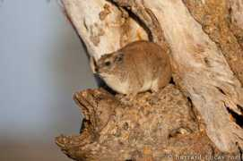 burrard-lucas.com Hyrax