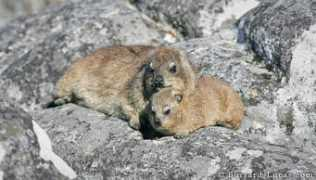 burrard-lucas.com Hyrax